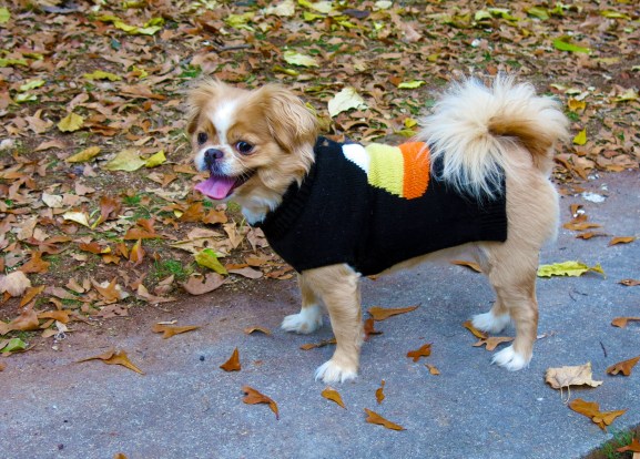 Our little Candy PepperCorn.