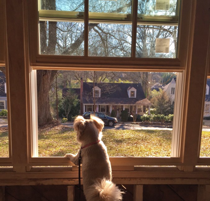 Miss Pepper has found her new favorite vantage point... no squirrel is safe! 